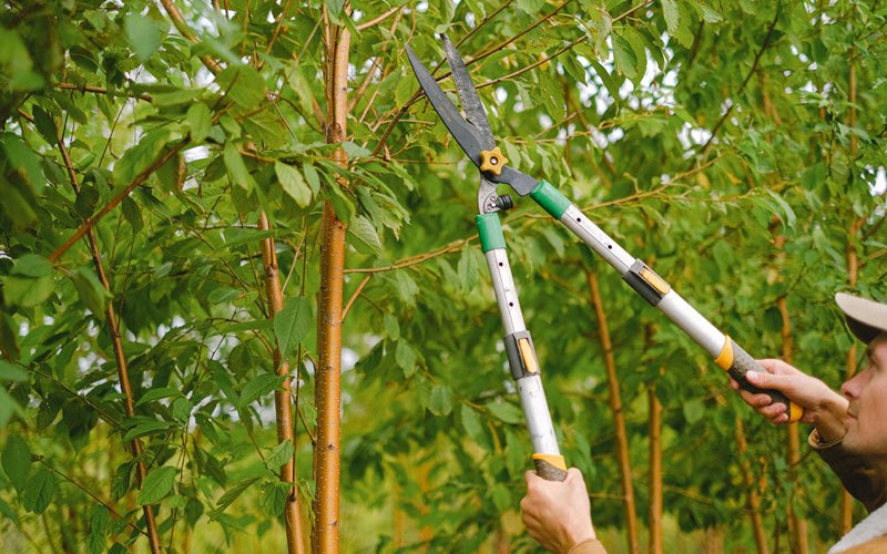 Tree trimming in Wayland, IA
