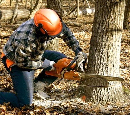 Tree Removal in Wayland, IA